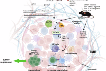 ALPK1 agonists: a new strategy for cancer immunotherapy