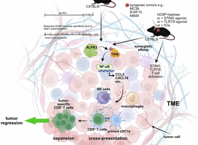 ALPK1 agonists: a new strategy for cancer immunotherapy