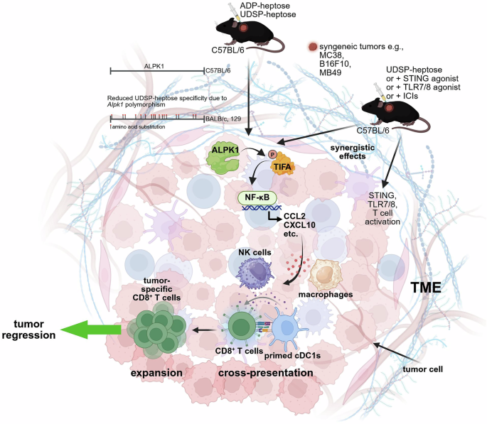 ALPK1 agonists: a new strategy for cancer immunotherapy
