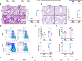 Acute stress alleviates type 2 lung inflammation by restricting ILC2s through corticosterone-glucocorticoid receptor signaling