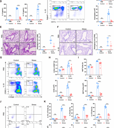 Acute stress alleviates type 2 lung inflammation by restricting ILC2s through corticosterone-glucocorticoid receptor signaling
