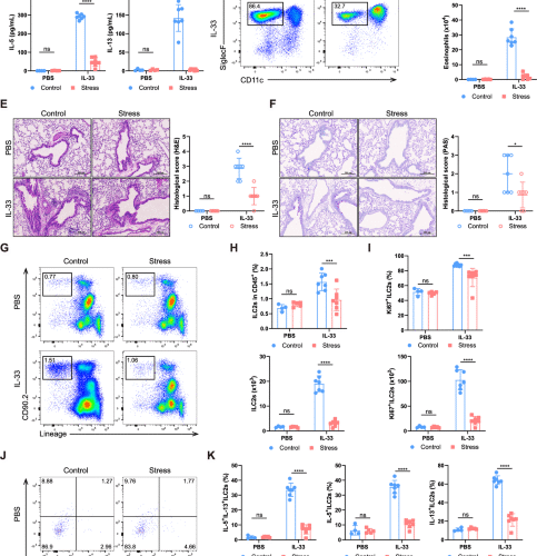 Acute stress alleviates type 2 lung inflammation by restricting ILC2s through corticosterone-glucocorticoid receptor signaling
