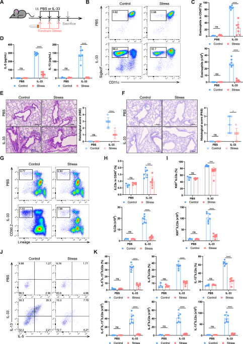 Acute stress alleviates type 2 lung inflammation by restricting ILC2s through corticosterone-glucocorticoid receptor signaling