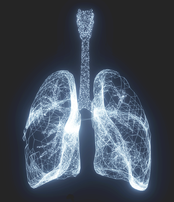Ageing tissue fibroblasts support lung inflammaging