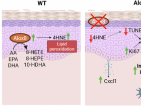 Alox8 knockout exacerbates imiquimod-induced psoriasis-like inflammation