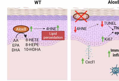 Alox8 knockout exacerbates imiquimod-induced psoriasis-like inflammation