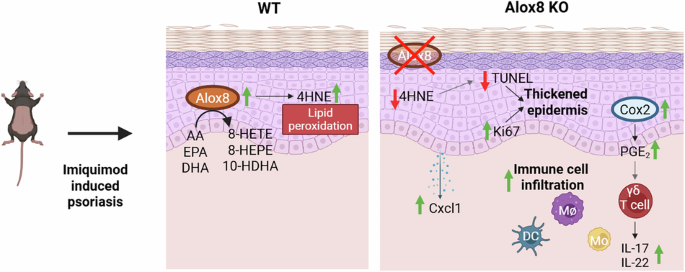 Alox8 knockout exacerbates imiquimod-induced psoriasis-like inflammation
