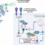 Apoptotic modulators enhance oncolytic virus-induced cytokine killing in acute myeloid leukaemia (AML)