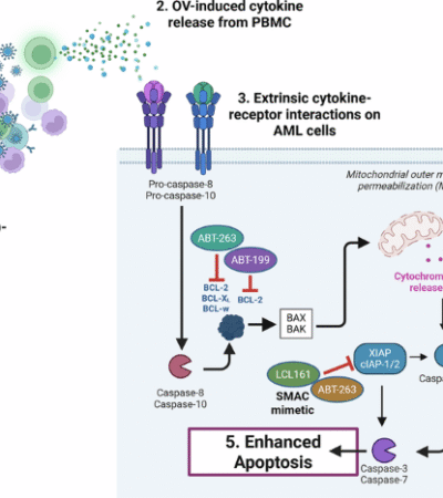 Apoptotic modulators enhance oncolytic virus-induced cytokine killing in acute myeloid leukaemia (AML)