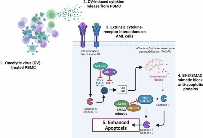 Apoptotic modulators enhance oncolytic virus-induced cytokine killing in acute myeloid leukaemia (AML)