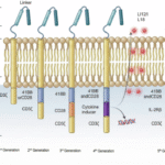 Application of CAR-T therapy in solid tumors: current opportunities and challenges