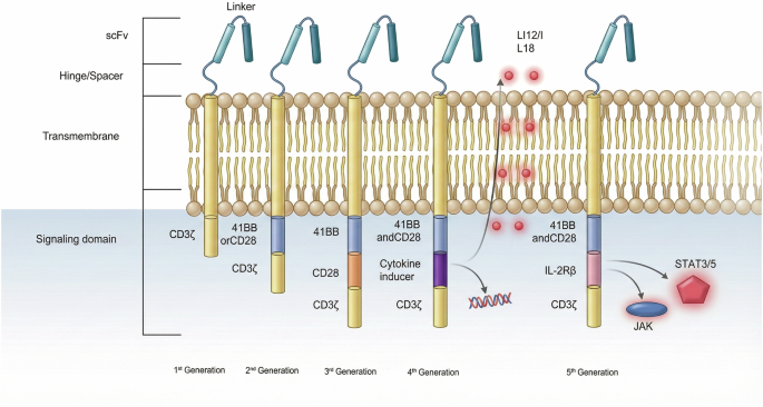 Application of CAR-T therapy in solid tumors: current opportunities and challenges