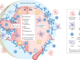 Astrocyte-driven immunosuppression in the brain tumor microenvironment