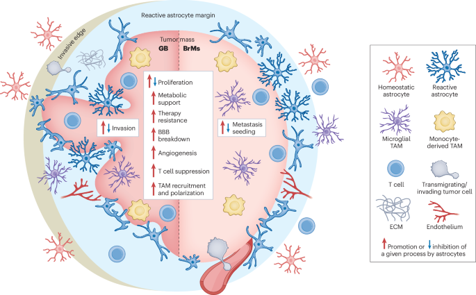 Astrocyte-driven immunosuppression in the brain tumor microenvironment