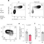 BLIMP1 shapes germinal center B cell clonal diversity by gating chromatin accessibility during light-to-dark zone transition