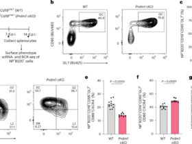 BLIMP1 shapes germinal center B cell clonal diversity by gating chromatin accessibility during light-to-dark zone transition