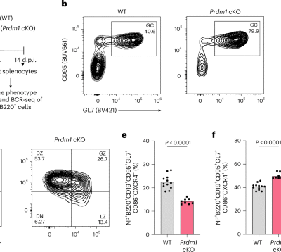 BLIMP1 shapes germinal center B cell clonal diversity by gating chromatin accessibility during light-to-dark zone transition