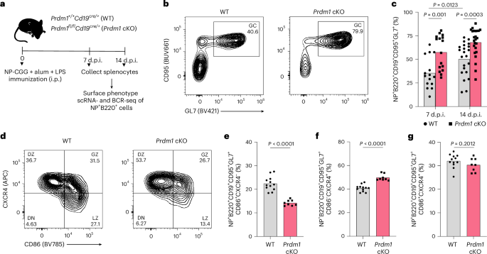 BLIMP1 shapes germinal center B cell clonal diversity by gating chromatin accessibility during light-to-dark zone transition