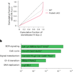 BLIMP1 tunes germinal center B cell responses to limit clonal dominance
