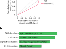 BLIMP1 tunes germinal center B cell responses to limit clonal dominance