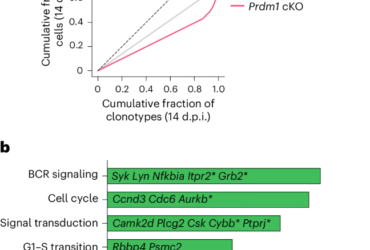 BLIMP1 tunes germinal center B cell responses to limit clonal dominance