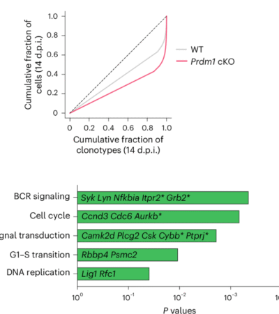 BLIMP1 tunes germinal center B cell responses to limit clonal dominance