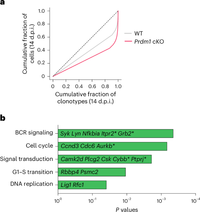BLIMP1 tunes germinal center B cell responses to limit clonal dominance