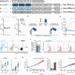 Balancing the efficacy and safety of chimeric antigen receptor T-cell therapy by affinity combination