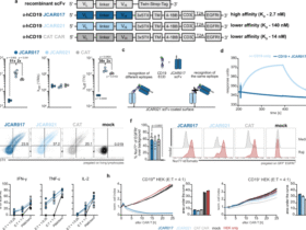 Balancing the efficacy and safety of chimeric antigen receptor T-cell therapy by affinity combination