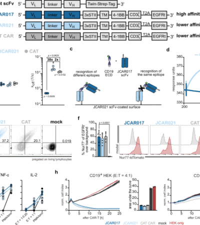 Balancing the efficacy and safety of chimeric antigen receptor T-cell therapy by affinity combination