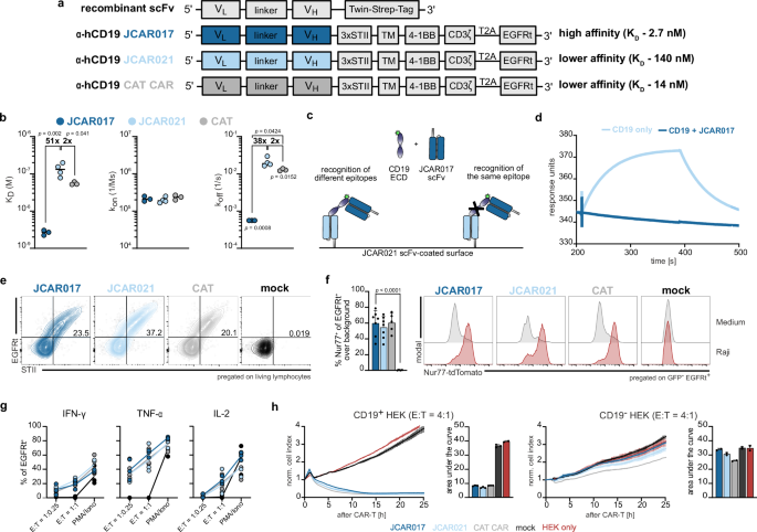 Balancing the efficacy and safety of chimeric antigen receptor T-cell therapy by affinity combination