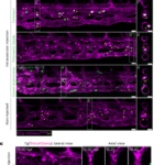 Blood vessel-resident macrophages safeguard blood and vessel integrity in zebrafish