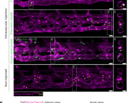 Blood vessel-resident macrophages safeguard blood and vessel integrity in zebrafish