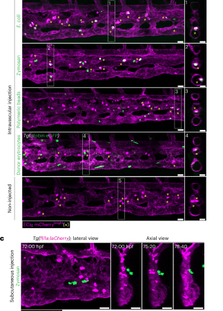 Blood vessel-resident macrophages safeguard blood and vessel integrity in zebrafish