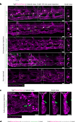 Blood vessel-resident macrophages safeguard blood and vessel integrity in zebrafish