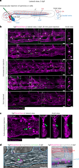 Blood vessel-resident macrophages safeguard blood and vessel integrity in zebrafish