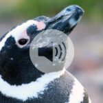 Briefing Chat: Penguins pick up PFAS pollution
