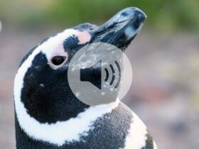 Briefing Chat: Penguins pick up PFAS pollution