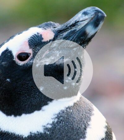 Briefing Chat: Penguins pick up PFAS pollution