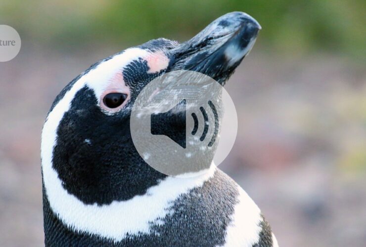 Briefing Chat: Penguins pick up PFAS pollution