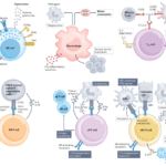 CAR-X cell engineering | Nature Reviews Bioengineering