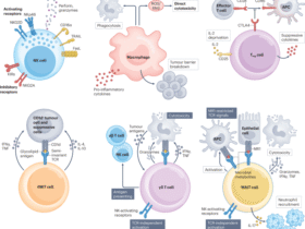 CAR-X cell engineering | Nature Reviews Bioengineering