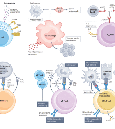 CAR-X cell engineering | Nature Reviews Bioengineering
