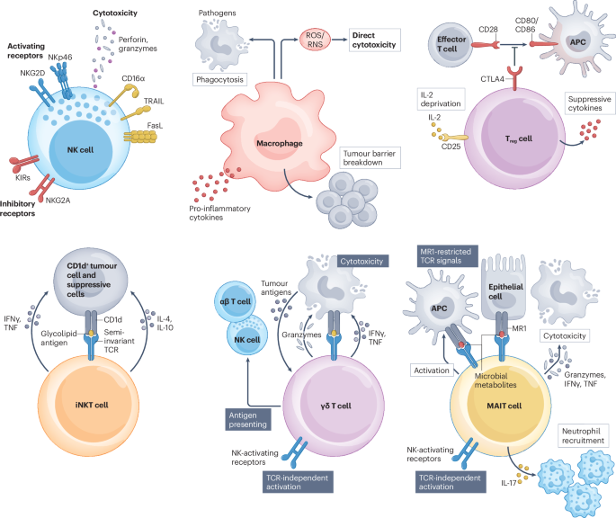 CAR-X cell engineering | Nature Reviews Bioengineering