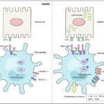 CD1d functions as a ligand for PIRA2 to drive macrophage activation in nonalcoholic fatty liver disease
