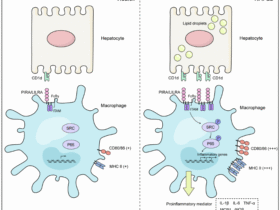 CD1d functions as a ligand for PIRA2 to drive macrophage activation in nonalcoholic fatty liver disease