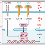 CSF1R inhibitors mitigate CDK4/6 inhibitor-induced immunosuppression to increase antitumor immunity in HR+/HER2− breast cancer