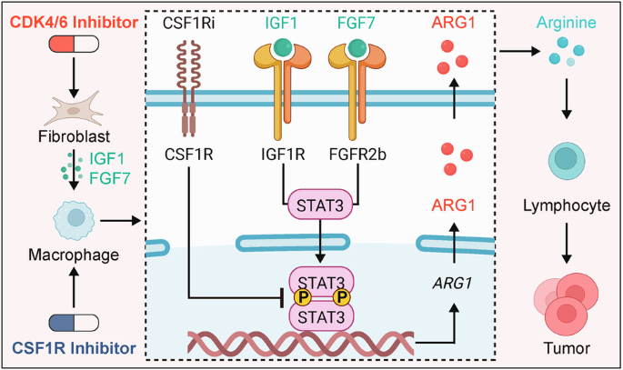 CSF1R inhibitors mitigate CDK4/6 inhibitor-induced immunosuppression to increase antitumor immunity in HR+/HER2− breast cancer