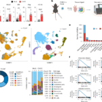 Chikungunya virus persists in joint-associated macrophages and promotes chronic disease in mice