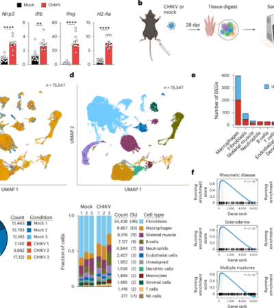 Chikungunya virus persists in joint-associated macrophages and promotes chronic disease in mice